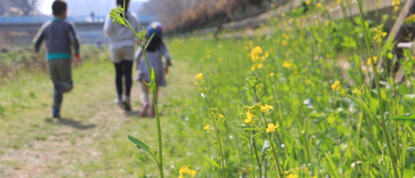 つつじケ丘・神代団地内の公園めぐりと春の野川遊び