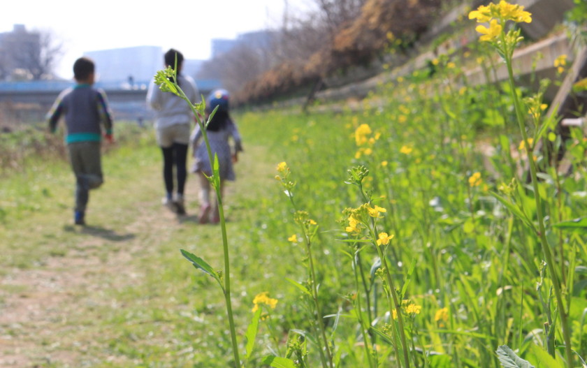 つつじケ丘・神代団地内の公園めぐりと春の野川遊び
