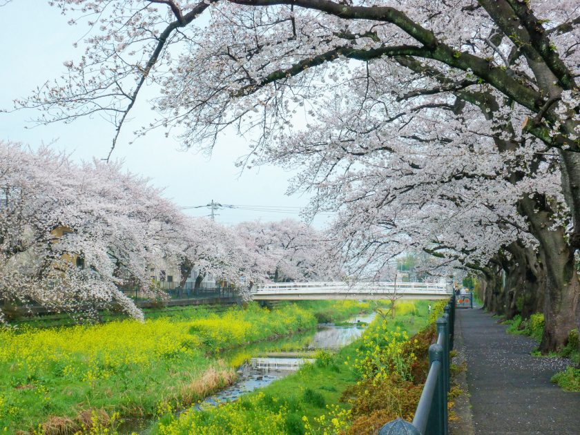 野川沿いの桜