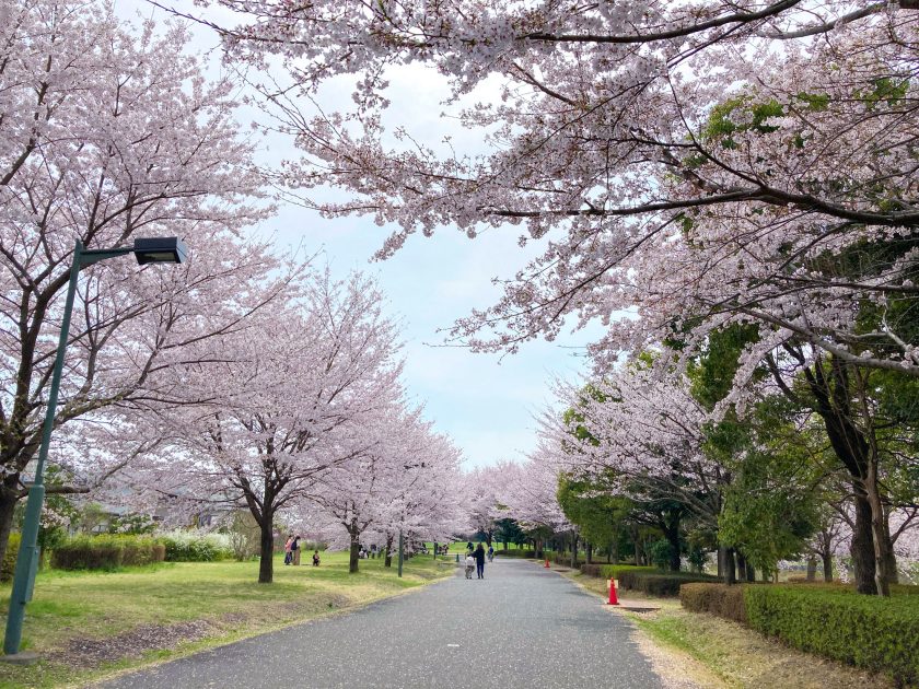 都立武蔵野の森公園の桜並木