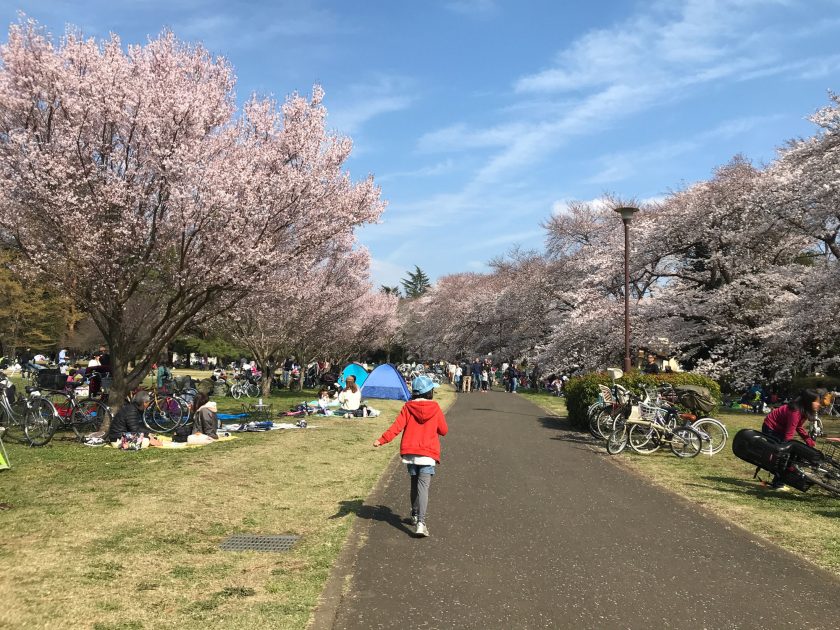 都立野川公園の桜