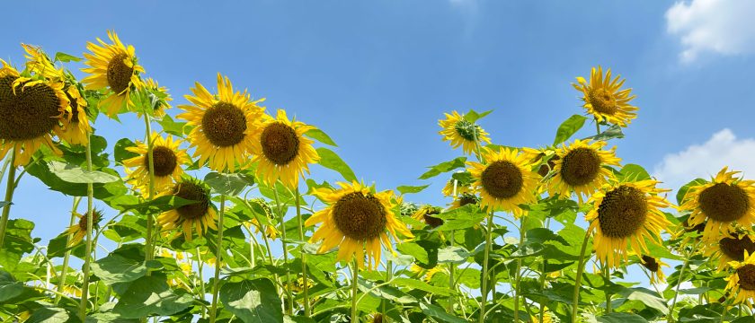 夏休みも調布で♪ 子連れで楽しめる遊び場＆おでかけ先