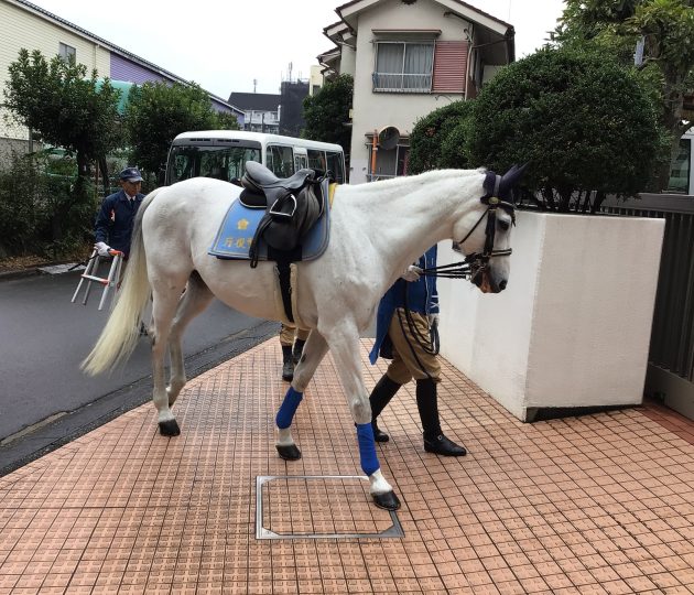 騎馬隊がやってきた！秋の交通安全指導