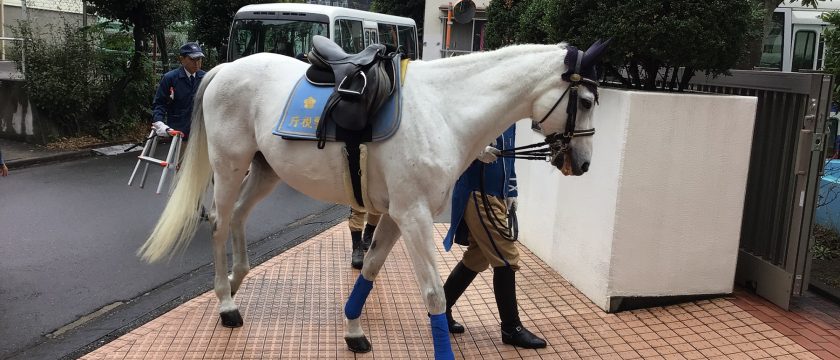 騎馬隊がやってきた！秋の交通安全指導