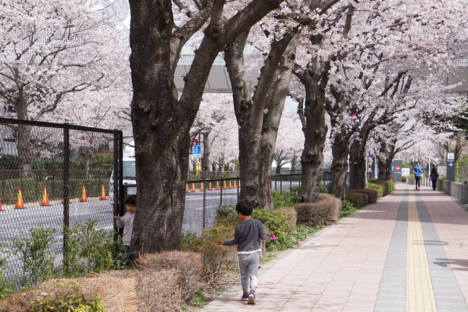 調布のお花見スポット