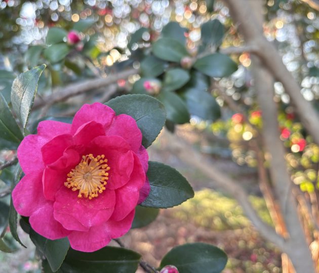 お詫びとお知らせ　神代植物公園自然広場について