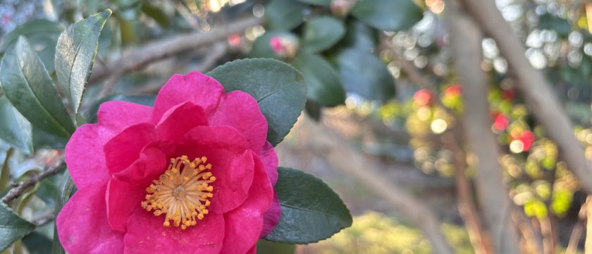 お詫びとお知らせ　神代植物公園自然広場について