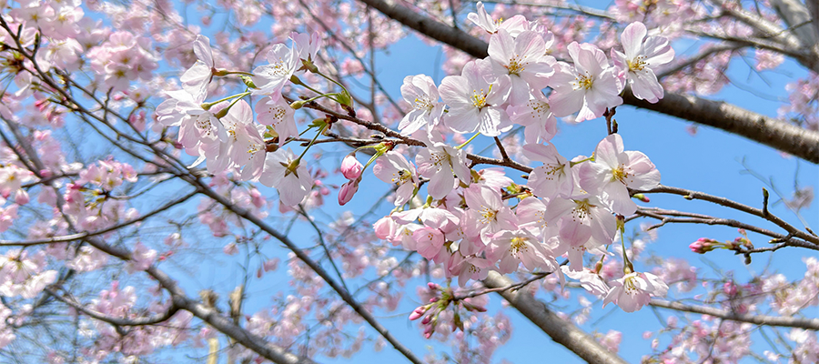 入園・入学、新学期に向けて 知っておきたい地域の情報の画像