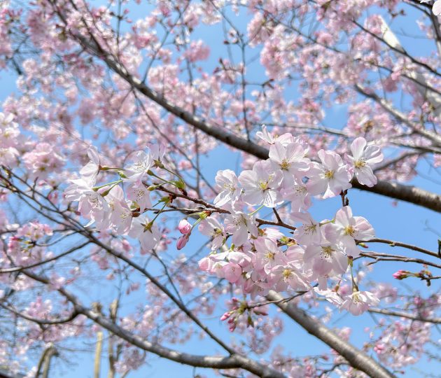入園・入学、新学期に向けて 知っておきたい地域の情報