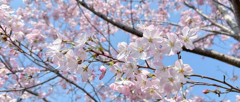 入園・入学、新学期に向けて 知っておきたい地域の情報 入園・入学、新学期に向けて 知っておきたい地域の情報