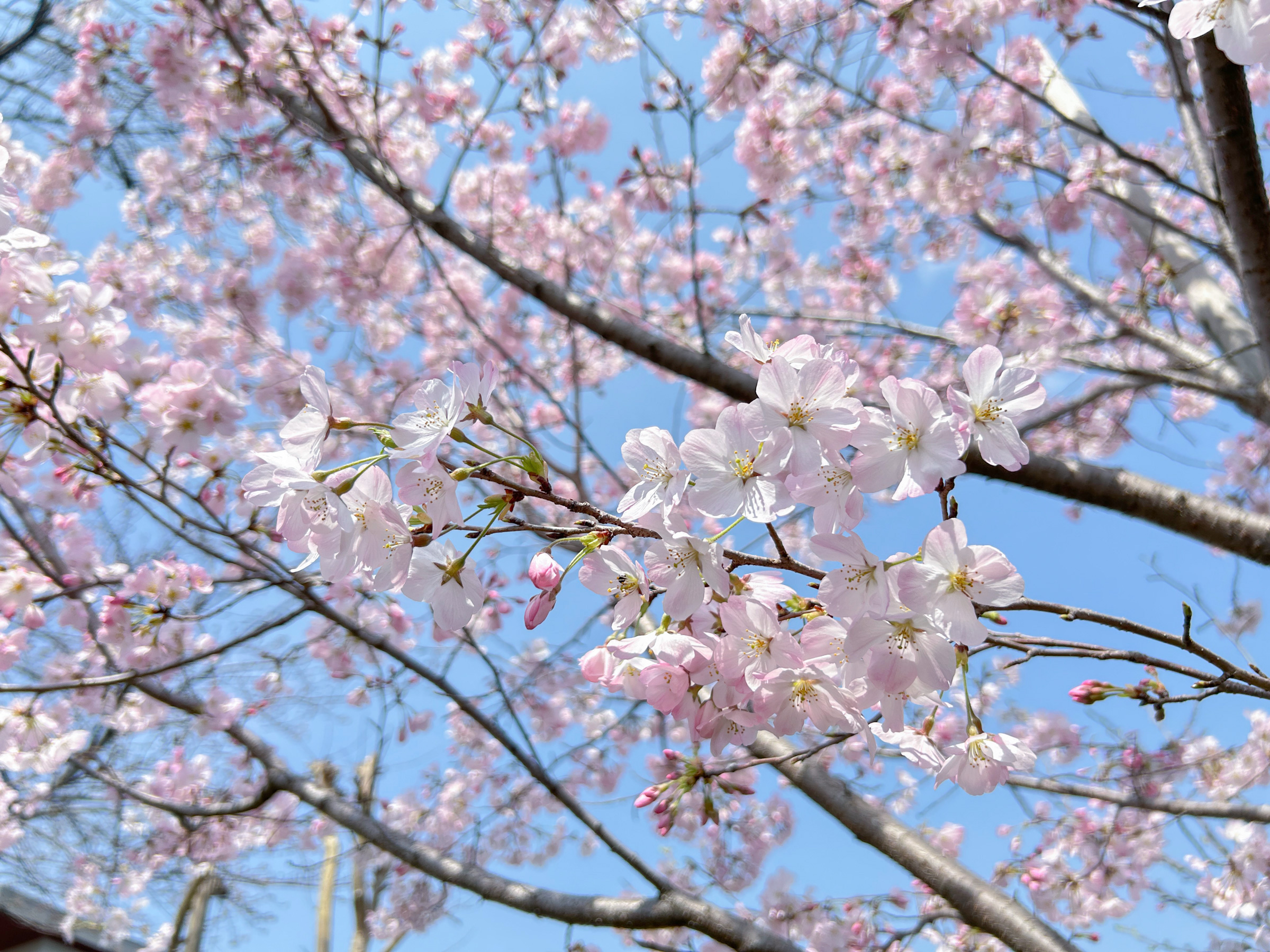 入園・入学、新学期に向けて 知っておきたい地域の情報