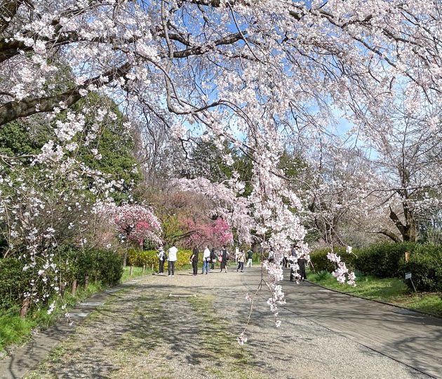 親子で楽しむ春休み♪ 近場のおでかけ先＆遊び場