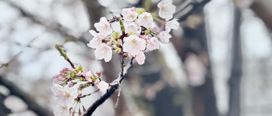 石の上にも11年？コサイト11歳の画像