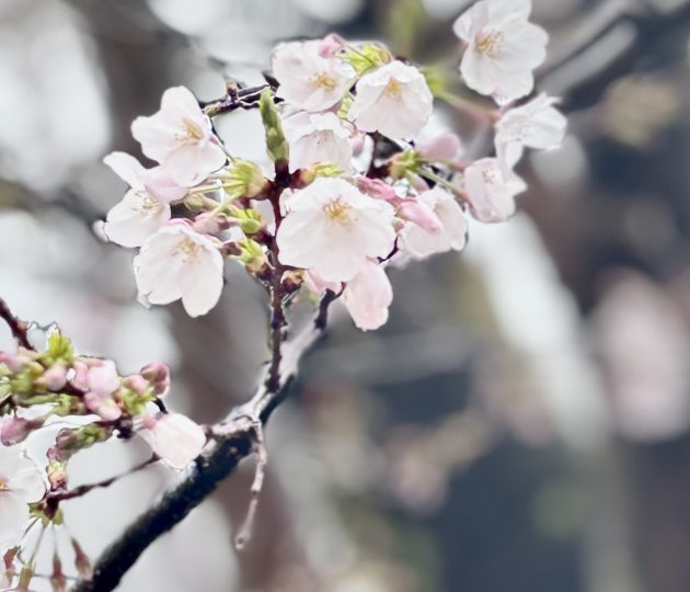 石の上にも11年？コサイトは11歳になりました