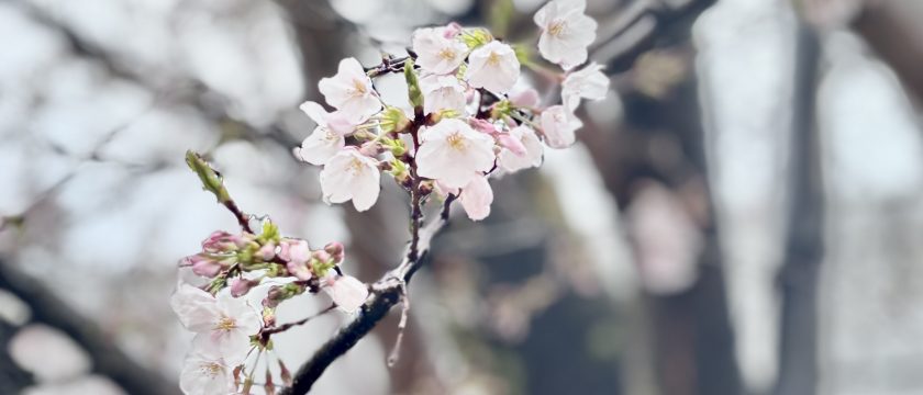 石の上にも11年？コサイトは11歳になりました