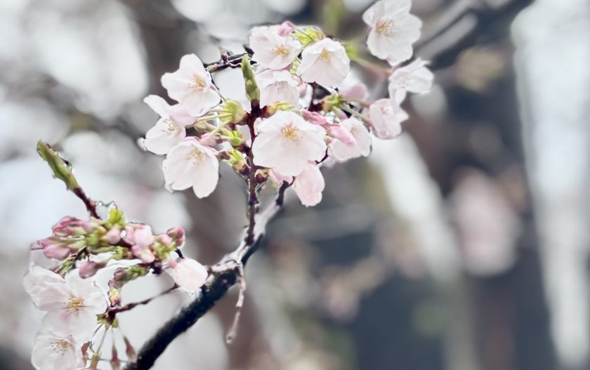 石の上にも11年？コサイトは11歳になりました